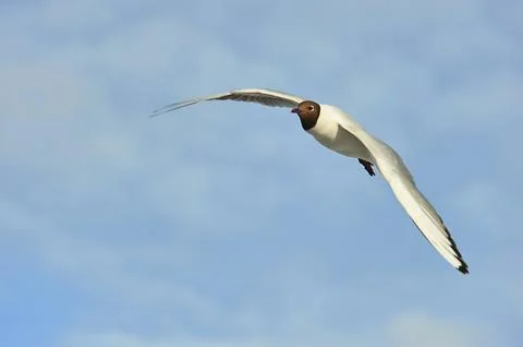 A seagull soaring in a blue sky with clouds Stock Photos