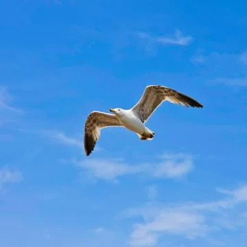A seagull, soaring in the blue sky Stock Photos