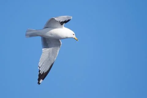 A seagull, soaring in the blue sky Stock Photos