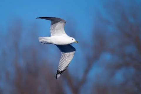 A seagull, soaring in the blue sky Stock Photos
