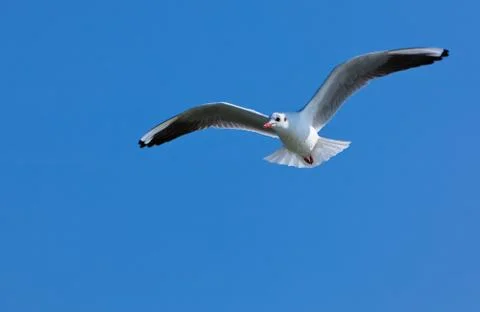Seagull soaring in the blue sky Stock Photos