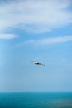 A seagull, soaring in the blue sky Stock Photos