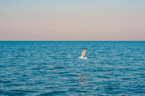 A seagull, soaring in the blue sky Stock Photos