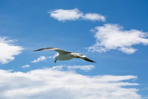 Seagull Soaring in a Blue Sky Foto stock