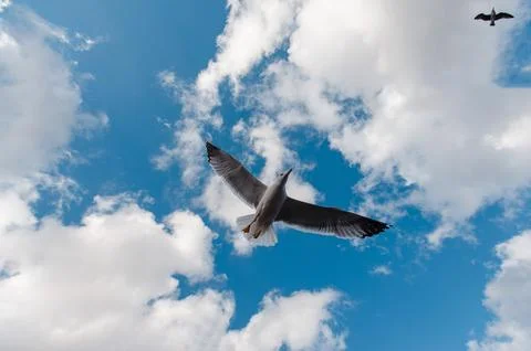 Seagull Soaring in Blue Sky Stock Photos