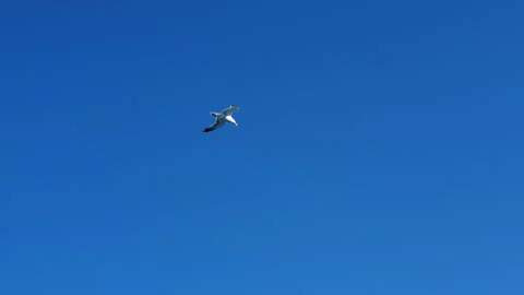Seagull Soaring in Clear Blue Sky Over Open Ocean Stock Footage 334796292