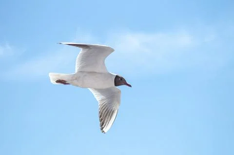 Seagull soaring in clear blue sky Stock Photos