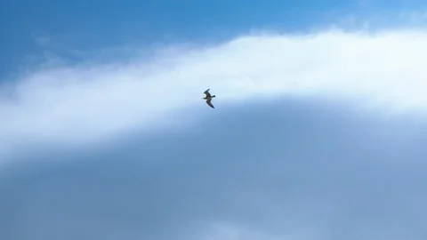 A seagull soaring in the clouds. Stock Footage 231641365