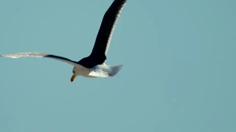 Seagull soaring gracefully across the sunny, clear blue sky, displaying natural 動画素材 339801815