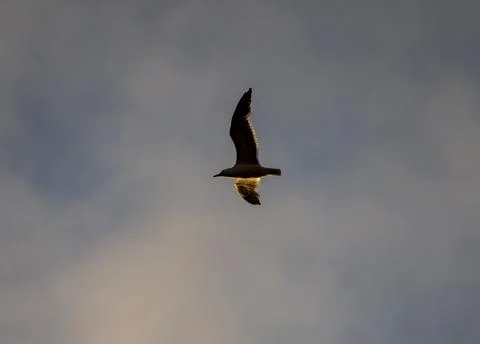 Seagull soaring gracefully against a cloudy sky at sunset Fotos de archivo