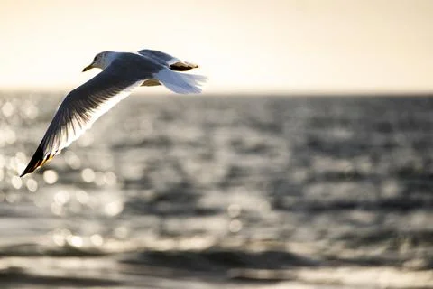 Seagull soaring gracefully over the ocean waves at sunset with sunlight ref.. Fotos de archivo
