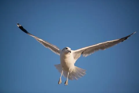A seagull soaring gracefully through the sky with its wings fully extended Stock Photos