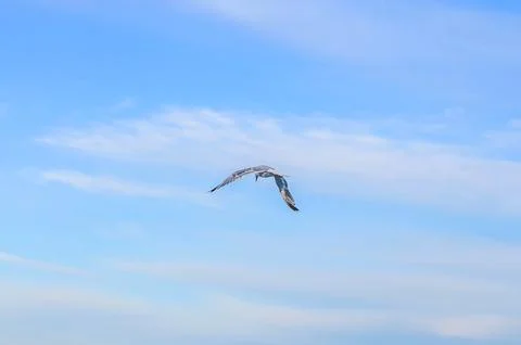 Seagull soaring gracefully through a vast expanse of blue sky with wispy clou Stock Photos