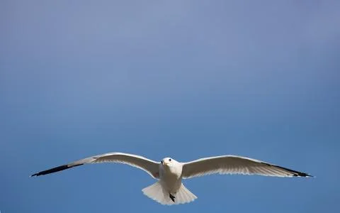 Seagull soaring gracefully towards camera Stock Photos