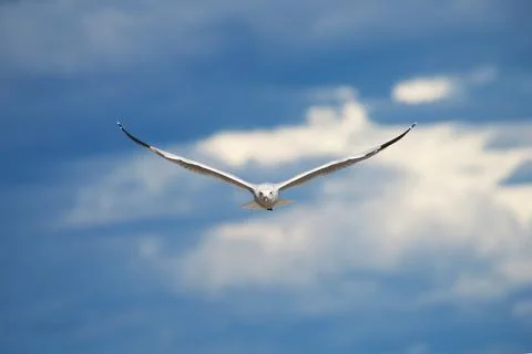 Seagull soaring gracefully towards camera Stock Photos