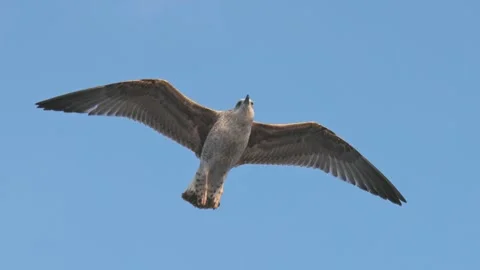 Seagull soaring high above the beach on a clear sunny day enjoying the ocean Video stock 322166231