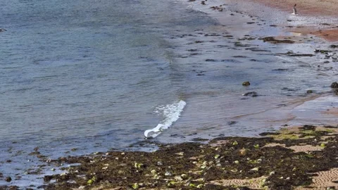 Seagull Soaring Over Mossy Beach and Coastal Waters in Scotland Vídeo Stock 320517194