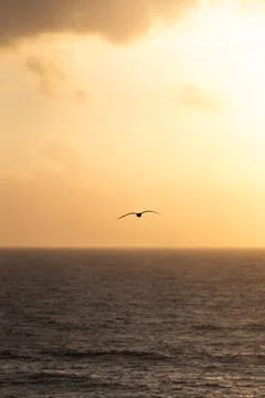 Seagull soaring over ocean at sunset creating a serene coastal atmosphere Stock Photos