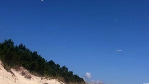 Seagull Soaring Over Pine Trees and Sand Dune Against Deep Blue Sky Stock Footage 341433296