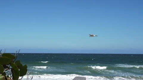 Seagull Soaring Over Sandy Beach in Melbourne, Florida Video stock 104804686