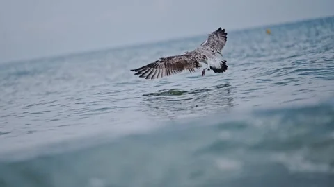 A seagull soaring over the sea, captured in stunning slow-motion, showcasing Stock Footage 297636597