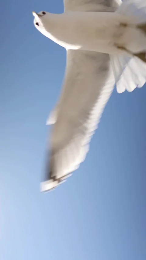 Seagull soaring overhead against a bright blue summer sky Stock Footage 346532468