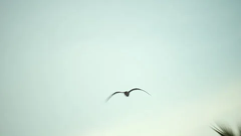 Seagull soaring in pale blue sky portraying concepts of freedom, nature, travel, Stock Footage 339805736