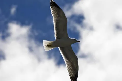 Seagull soaring Stock Photos