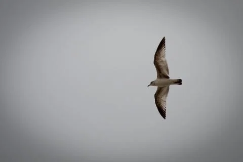 Seagull soaring Stockfoto's
