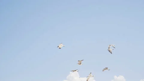 A seagull soaring in the sky. close-up shooting. 4K Stock Footage 108516468