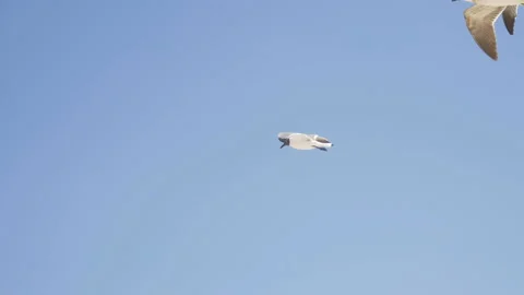 A seagull soaring in the sky. close-up shooting. 4K Stock-Footage 108516564