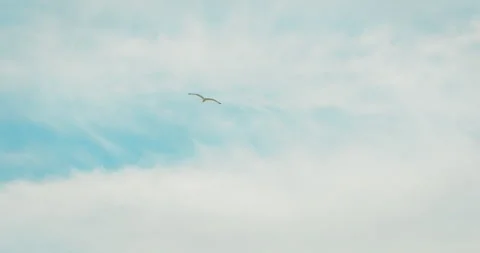 Seagull soaring in the sky over calm Mediterranean sea Stock Footage 312654621