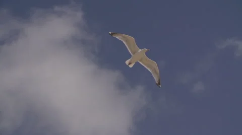 Seagull soaring in slowmotion Stock Footage 40931071