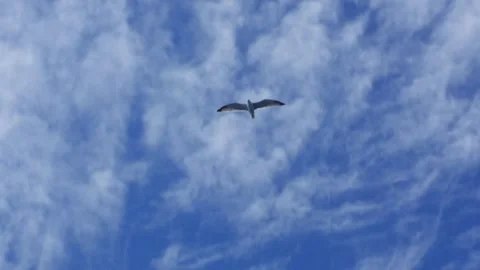 Seagull Soaring Through Blue Sky with Soft Iridescent Clouds Video stock 332623167