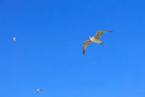 Seagull soaring through a bright blue sky on a sunny day Stock Photos