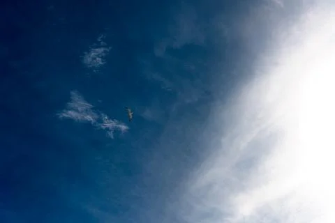 Seagull soaring through deep blue sky with wispy clouds Stock Photos