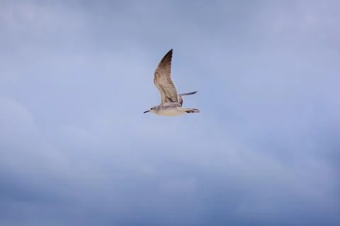 Seagull soaring through pale blue sky with soft clouds Stock Photos