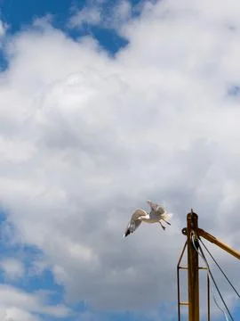 A seagull soaring through the sky Stock Photos