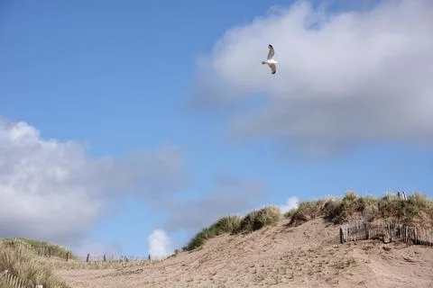 Seagull soars above sand dunes on Croyde beach Devon UK Foto stock