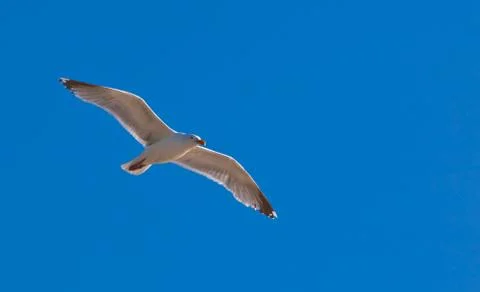 Seagull soars in the air Stock Photos
