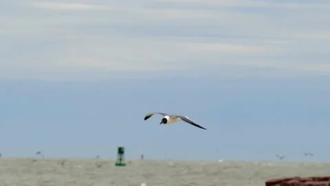 A seagull soars and descends to land gently on a sidewalk. Stock Footage 239189871
