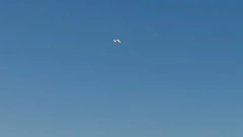 A seagull soars in the blue sky above the sea. The bird glides gracefully with i Stock Footage 310835526