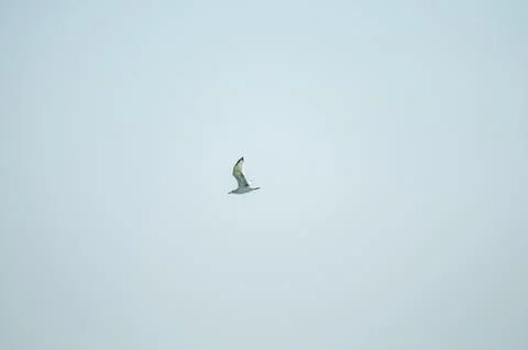 Seagull soars in the blue sky Stock Photos