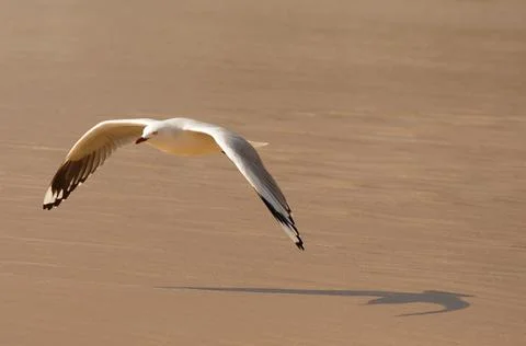 Seagull soars flight on the sand at Manly Beach in Sydney, Australia Stock Photos