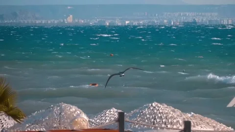 A seagull soars gracefully in the wind against the backdrop of a stormy sea Stock Footage 323843966