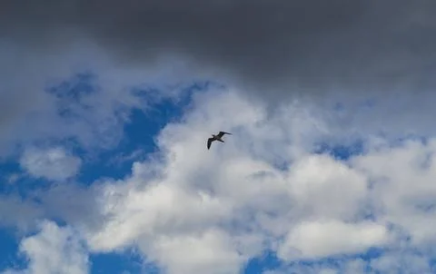 A seagull soars high in the sky backdrop of clouds Stock Photos
