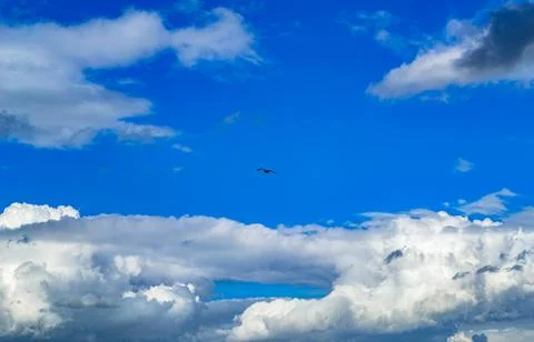 A seagull soars high in the sky backdrop of clouds Stock-Fotos