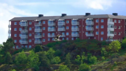 A Seagull Soars With Outstretched Wings In The Foreground Of A Stockholm Urban Stock Footage 269063711