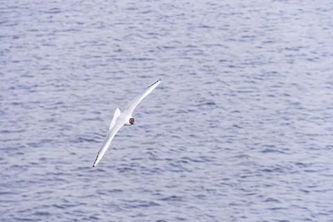 A seagull soars over calm ocean waters, suitable for advertising campaigns re Stock Photos