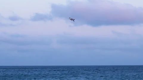 Seagull soars over the sea 스톡 동영상 246676989